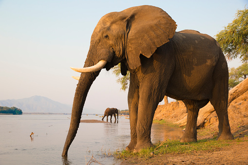 Two African Elephant bulls quenching their thirst on the Zambezi river at sunset