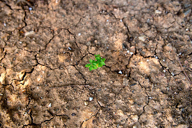 istock Single green plant growing in dry, cracked mud 522052651