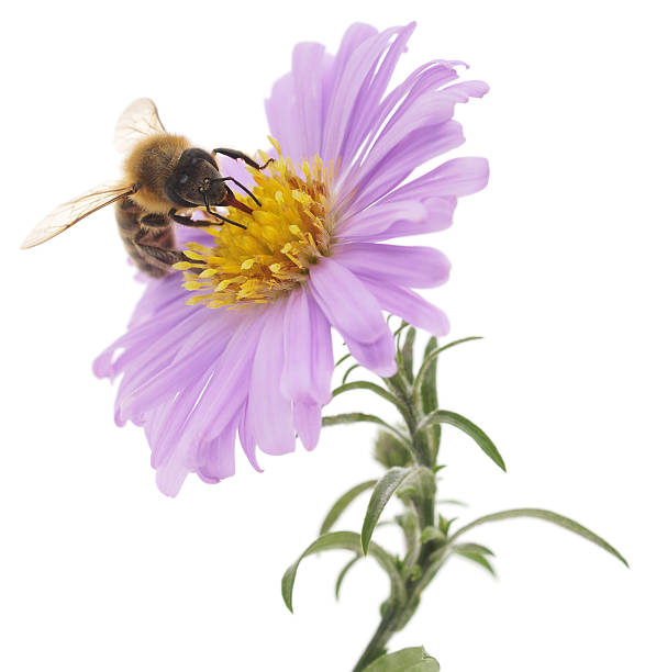 istock Honeybee and blue flower 522053451