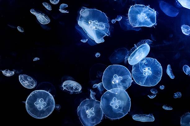 medudas - jellyfish translucent sea glowing stock-fotos und bilder