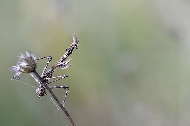 istock Empusa pennata, nymph 522054271