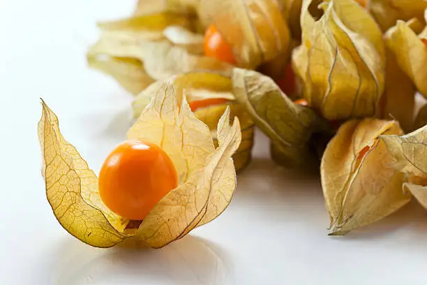 Physalis  on a white reflexive background