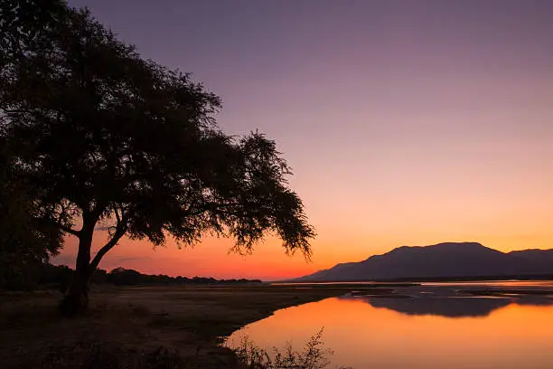Sunset over the Zambezi river and Ana tree