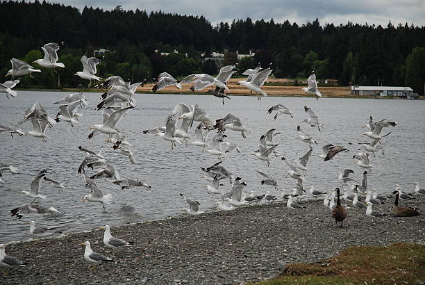 flock von möwen - canadian beach audio stock-fotos und bilder