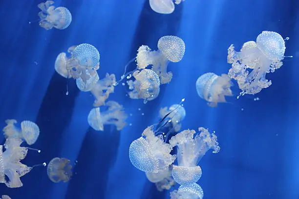 Jellyfishes in the blue water of Aquarium.