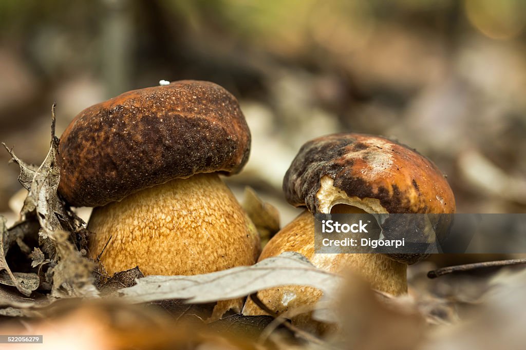 Porcini fungi on the litter Porcini fungi on the litter (Boletus edulis) Autumn Stock Photo