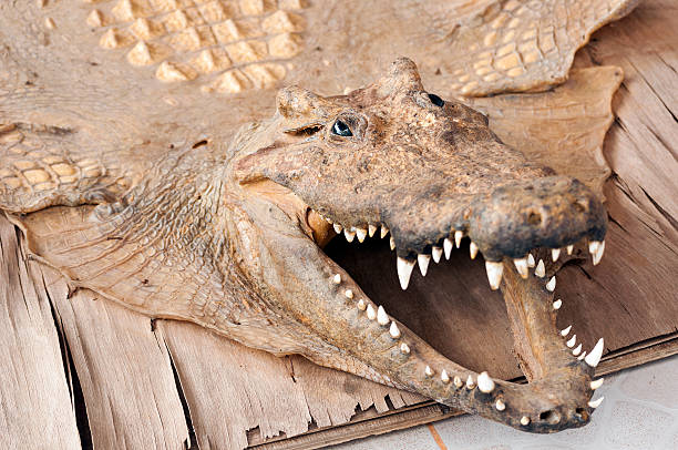 istock Crocodile Skin Souvenir 522057735