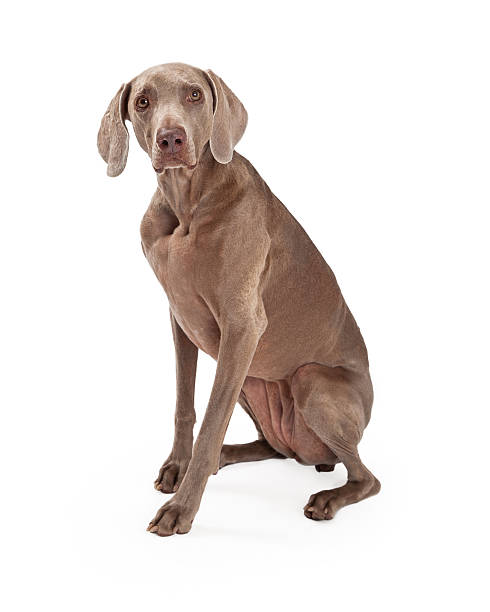 istock Inquisitive Weimaraner Dog Sitting 522075181
