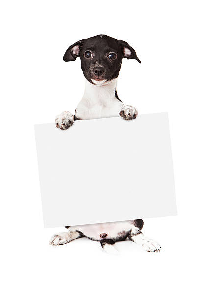 istock Black and White Puppy Holding Blank Sign 522075809
