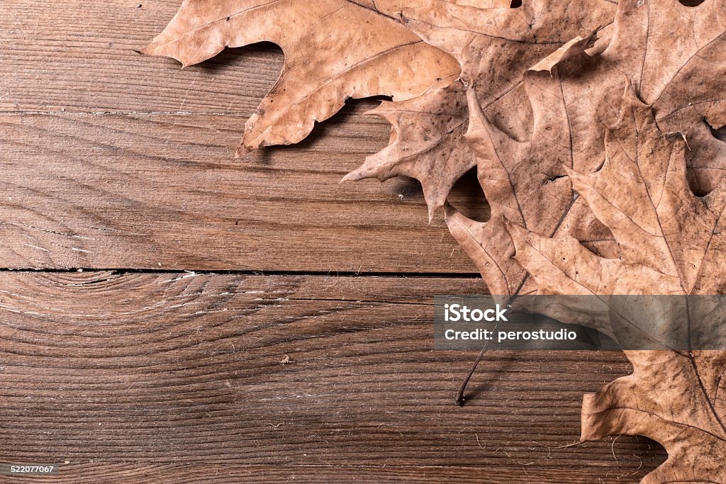 Oak Leaves A group of oak leaves on wooden desk Acorn Stock Photo