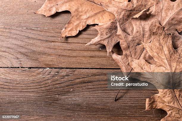 Oak Leaves Stock Photo - Download Image Now - Acorn, Ancient, Autumn