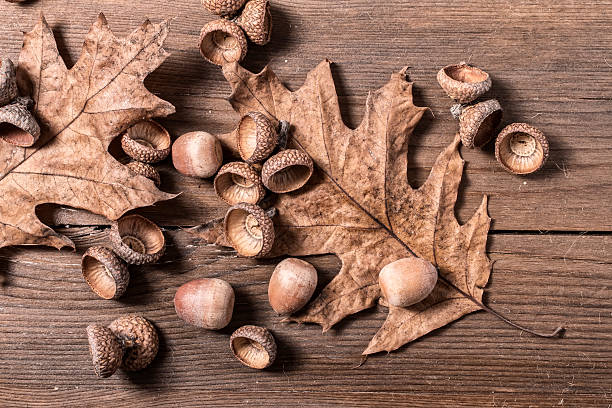 bellota cupule en escritorio de madera - cupule fotografías e imágenes de stock