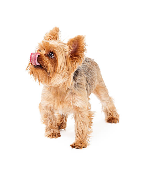 istock Hungry Yorkshire Terrier Puppy Licking Lips 522077151