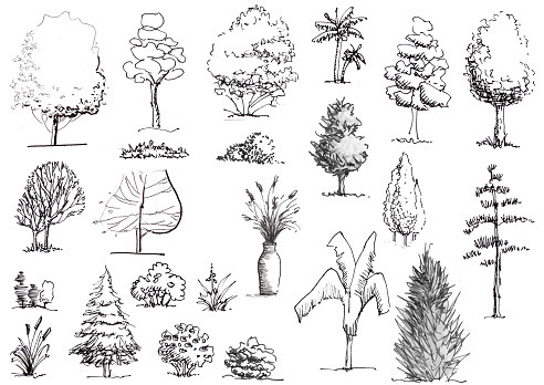 Hand drawn trees and shrubs black and white elevation