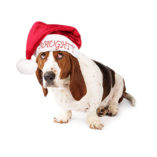 A Basset Hound dog looking wearing a Santa Claus hat with the word Naughty on it looking up with a guilty expression