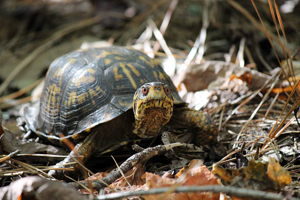 vista frontal-de-olhos-vermelhos tartaruga de caixa oriental - ecosystem animals in the wild wood turtle imagens e fotografias de stock
