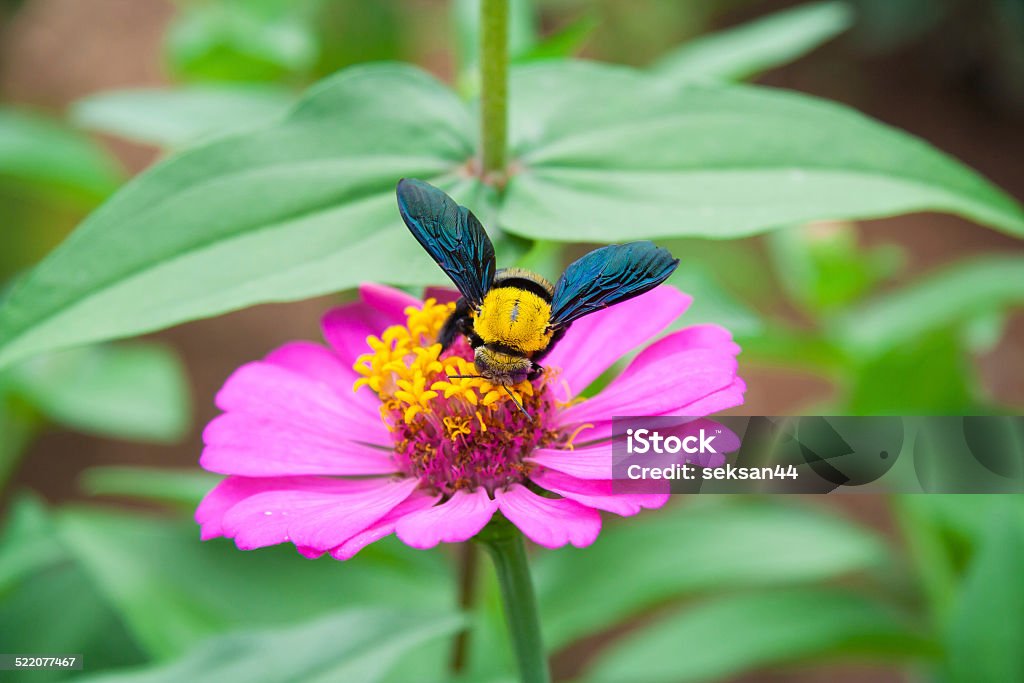 Abeille menuisière - Photo de Abeille libre de droits