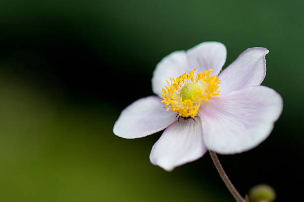 istock closeup of an autumnal anemone 522077681