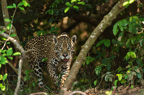 istock Jaguar in the forest 522077999