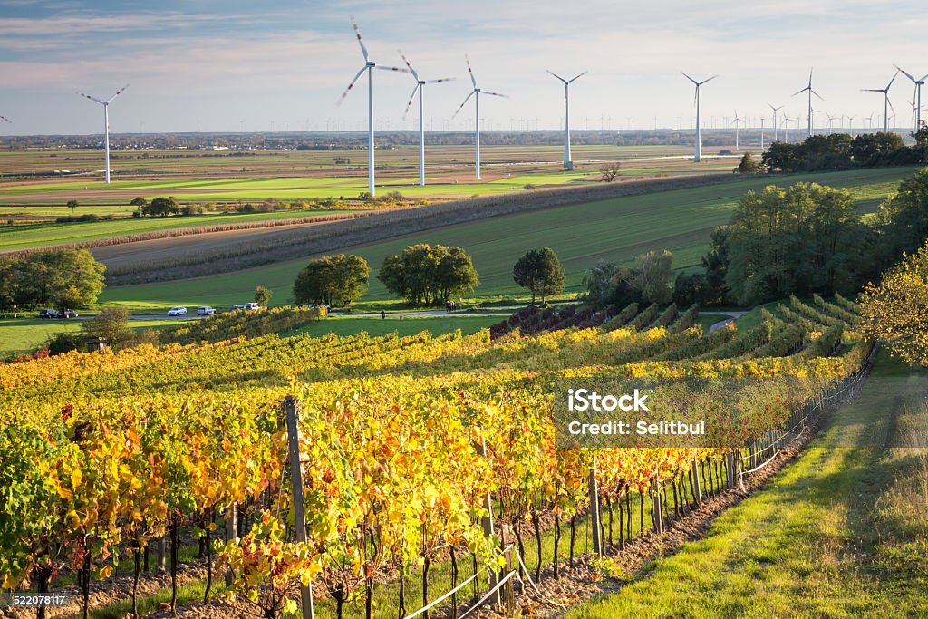 Weinberg-Sonnenuntergang - Lizenzfrei Weinberg Stock-Foto