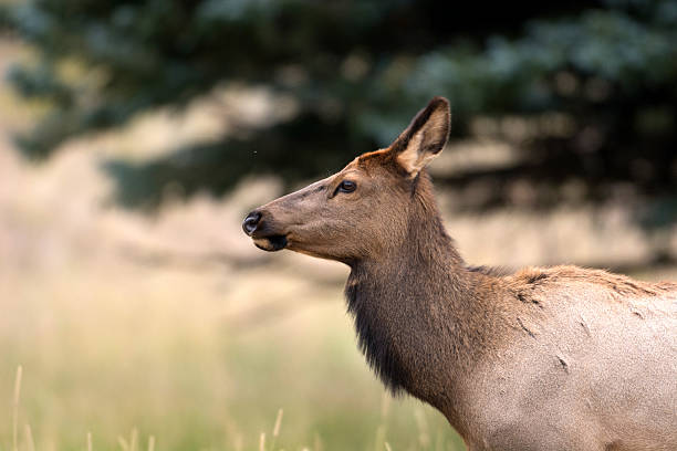 istock North American elk cow 522078255