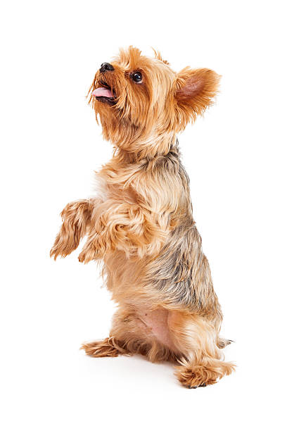 Attentive Yorkshire Terrier Puppy Begging A very attentive Yorkshire Terrier Puppy begging and looking very hungry. yorkshire terrier dog stock pictures, royalty-free photos & images