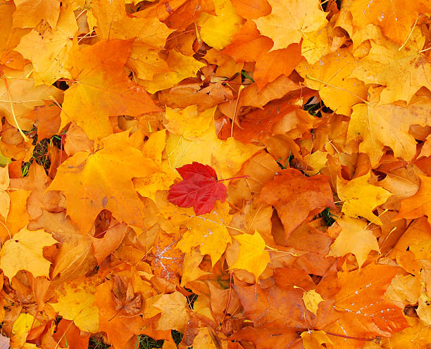 istock Dark red maple leaf on maple leaves background photo. 522078681