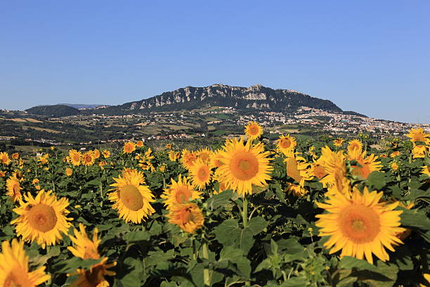 istock San Marino & Sunflowers! 522078937