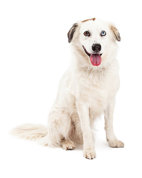 istock Australian Shepherd Mix Breed Dog Sitting 522078961