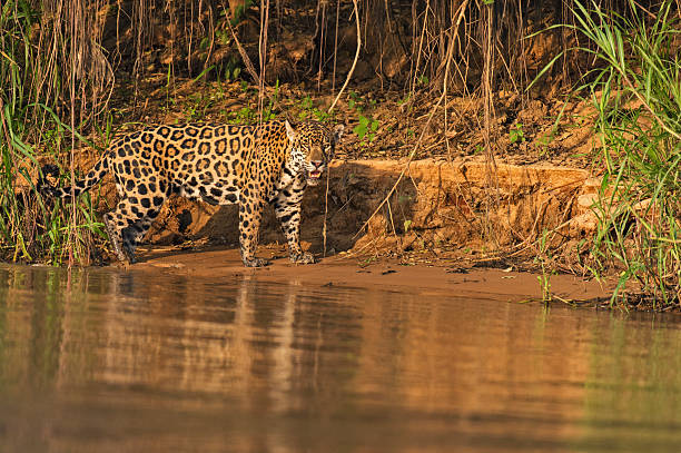 istock Jaguar on a river bank 522078997