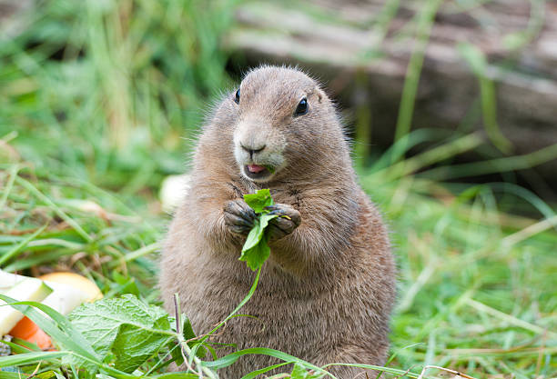 istock little black tailed prairie dog eating salad 522079103