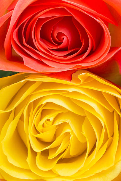 istock orange and yellow rose power 522079373