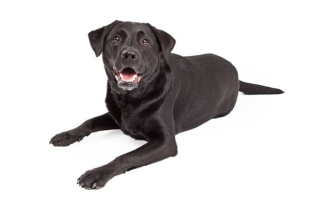 istock Curious Labrador Retriever Dog Laying 522079579