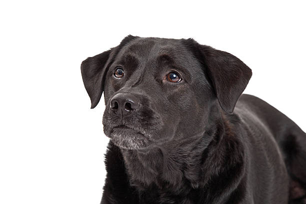 istock Curious Labrador Retriever Dog Head Shot 522079583