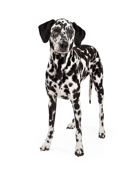 istock Beautiful Dalmatian Dog Standing 522079621