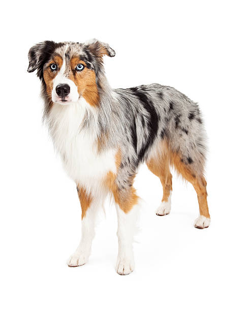 istock Stunning Australian Shepherd Dog Standing 522079649