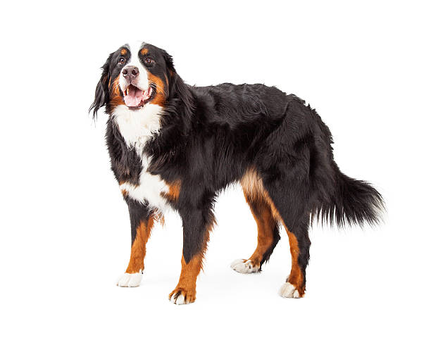 istock Attentive Bernese Mountain Dog Standing 522079911