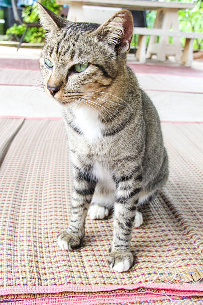 istock The cat striped Gourami from Thailand 522080203