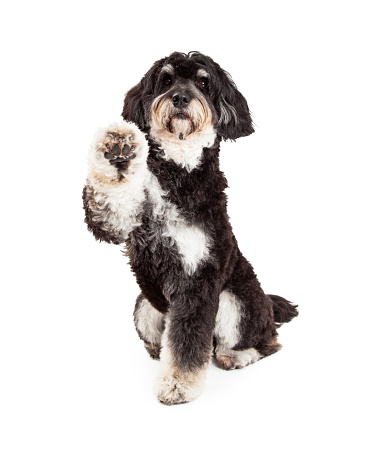 Adorable Poodle Mix Breed Dog extending paw for a shake.  Dog is looking directly into the camera.