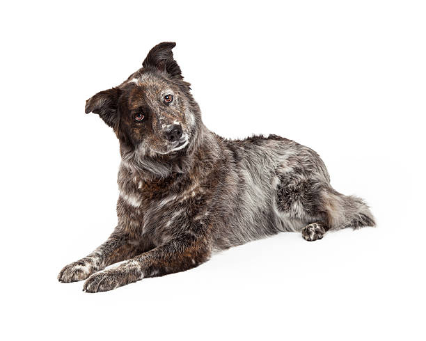 istock Australian Shepherd Mix Breed Dog Laying 522080349