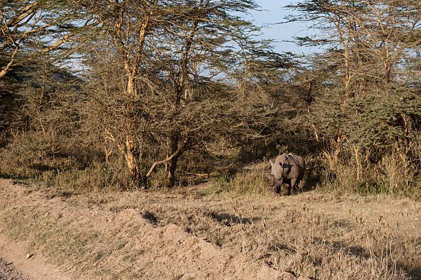 nosorożce - rhinoceros savannah outdoors animals in the wild zdjęcia i obrazy z banku zdjęć