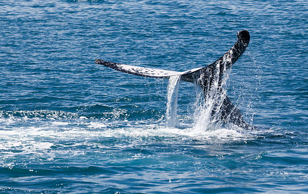 istock whale Hervey Bay Australia 522081053