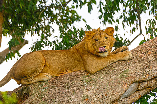 istock Young Male Lion in a Tree 522081563