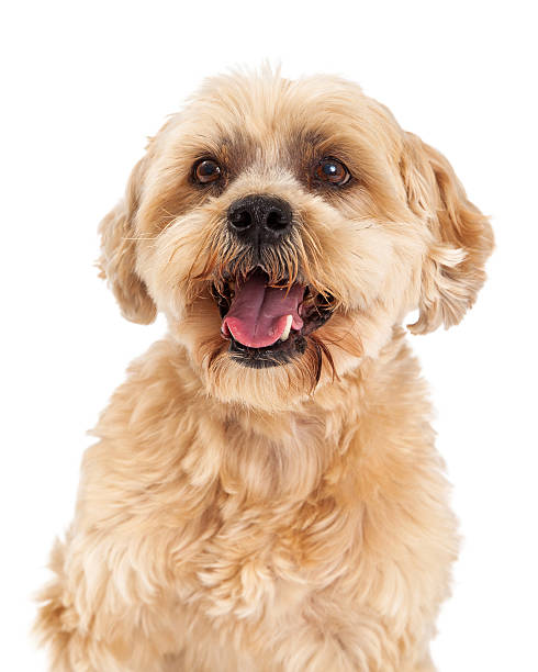 istock Attentive Maltese and Poodle Mix Dog Closeup 522093951