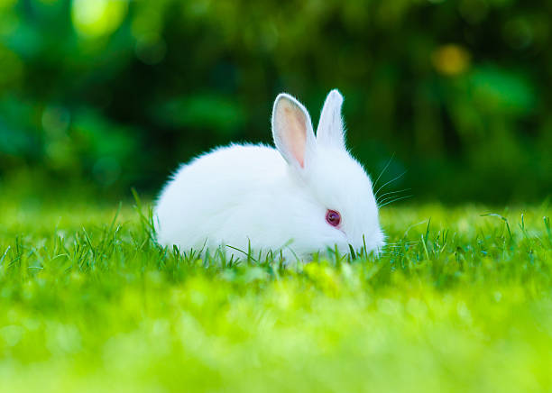 istock Funny baby white rabbit in grass 522094003