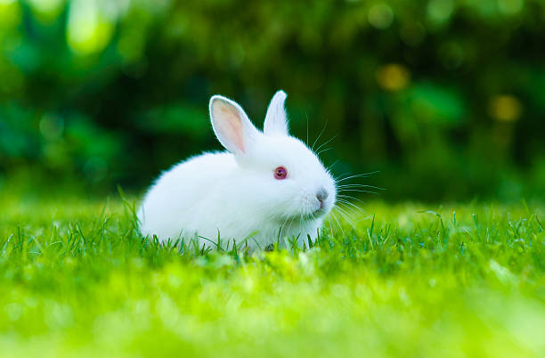 istock Funny baby white rabbit in grass 522094017