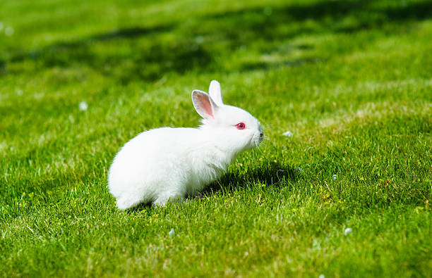 istock Funny baby white rabbit in grass 522094051