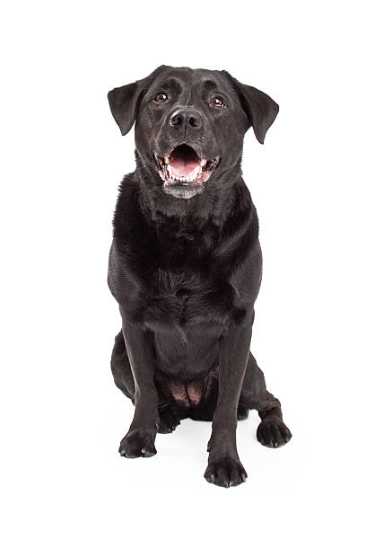 istock Happy Labrador Retriever Dog Sitting 522094395