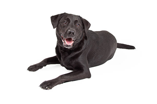 istock Happy Labrador Retriever Dog Laying 522094401