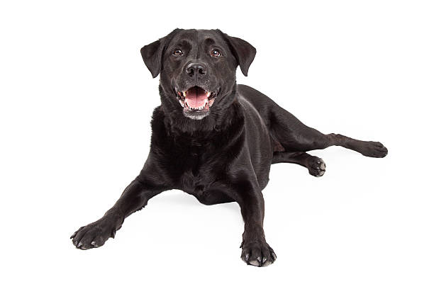 istock Happy Labrador Retriever Dog Laying At An Angle 522094407